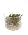Cryptocoryne beckettii 