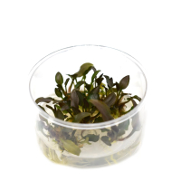 Cryptocoryne undulata - tissue culture