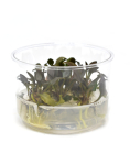 Cryptocoryne undulata - tissue culture