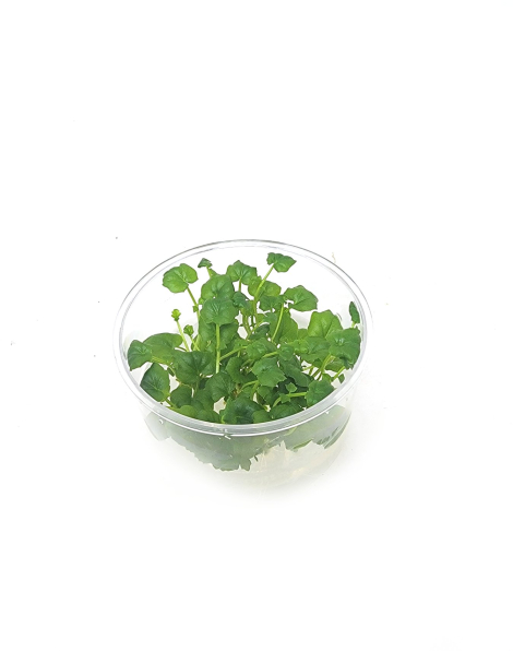 Cardamine lyrata 'Vietnam' - tissue culture