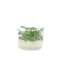 Cardamine lyrata 'Vietnam' - tissue culture
