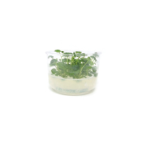 Cardamine lyrata 'Vietnam' - tissue culture