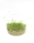 Vesicularia dubyana Christmas' - tissue culture