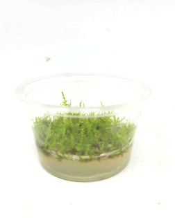 Vesicularia dubyana Christmas' - tissue culture