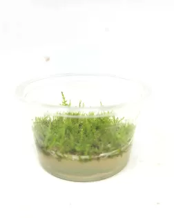 Vesicularia dubyana Christmas' - tissue culture