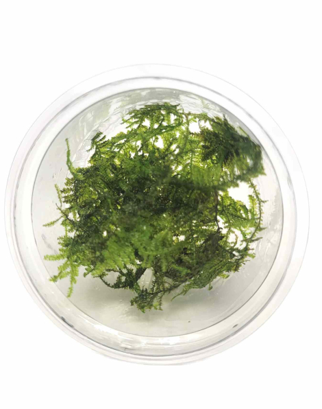 Vesicularia dubyana 'Christmas Moss' - cup