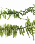 Vesicularia dubyana 'Christmas Moss' - cup