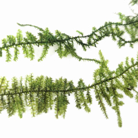 Vesicularia dubyana 'Christmas Moss' - cup