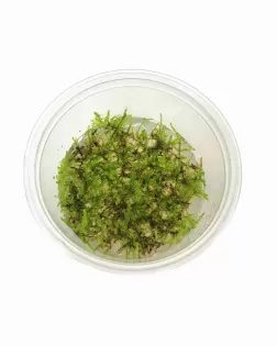 Vesicularia dubyana Christmas' - tissue culture