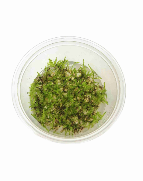 Vesicularia dubyana Christmas' - tissue culture