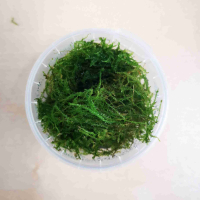 Vesicularia 'Creeping Moss' - portion