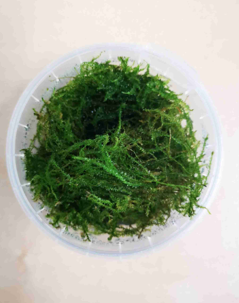 Vesicularia 'Creeping Moss' - portion