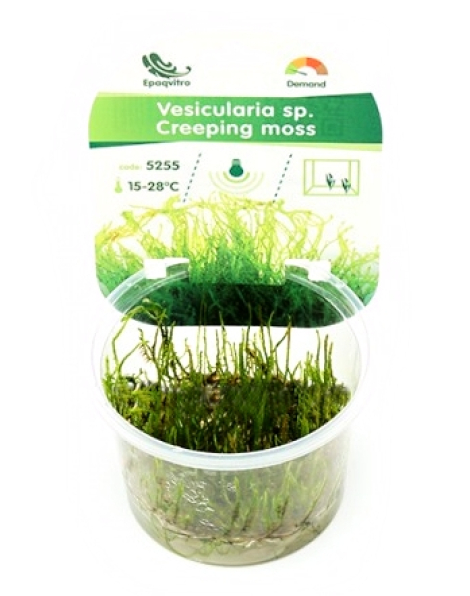 Creeping Moss (Vesiclaria) - Epaqvitro