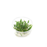 Cryptocoryne walkeri lutea - tissue culture