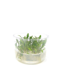 Cryptocoryne walkeri lutea - tissue culture