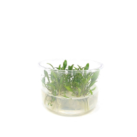 Cryptocoryne walkeri lutea - tissue culture