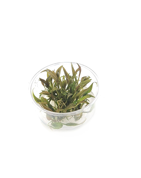 Cryptocoryne beckettii - tissue culture