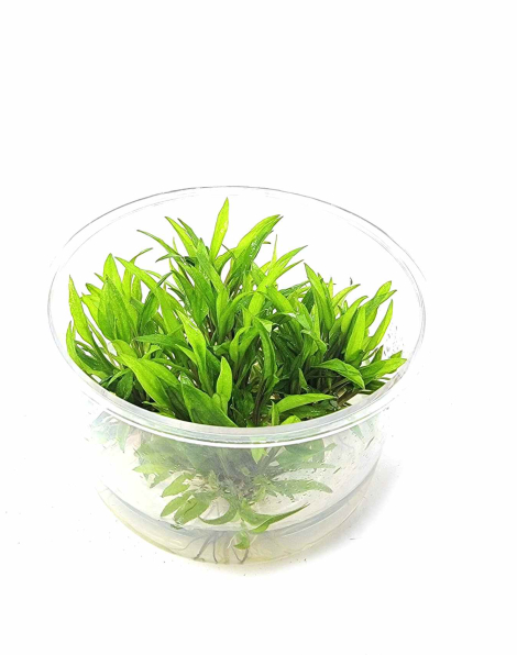 Cryptocoryne wendtii green gecko - tissue culture