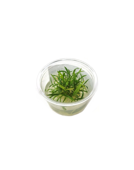 Cryptocoryne parva Mini Cup - tissue culture