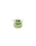 Cryptocoryne parva Mini Cup - tissue culture