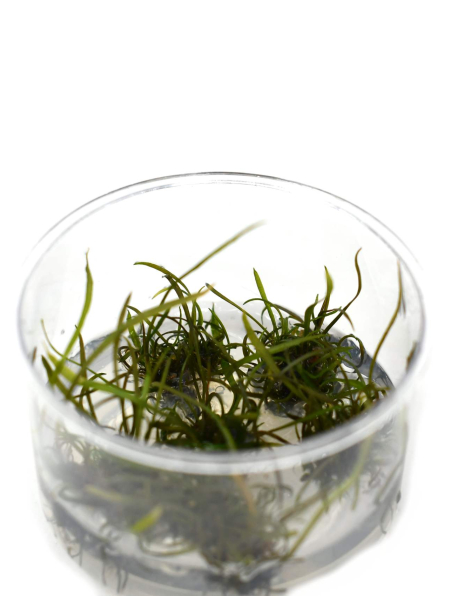 Cryptocoryne crispatula tonkinensis - tissue culture