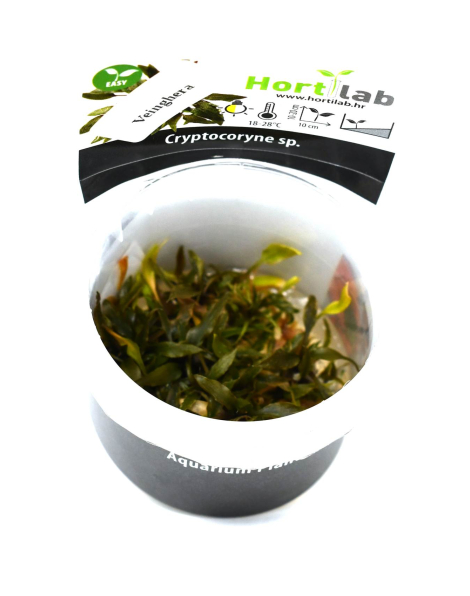 Cryptocoryne veinghera - tissue culture