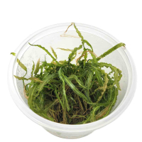 Cryptocoryne crispatula balansae in vitro