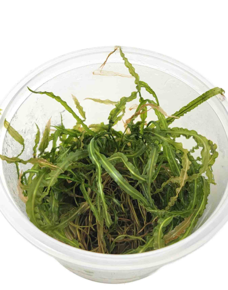 Cryptocoryne crispatula balansae in vitro