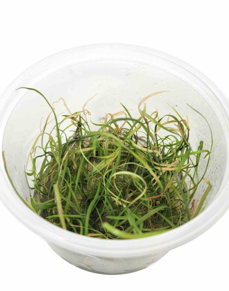 Cryptocoryna crispatula var. tonkinensis in vitro