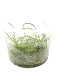 Cryptocoryna crispatula var. tonkinensis in vitro
