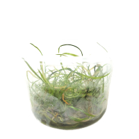 Cryptocoryna crispatula var. tonkinensis in vitro