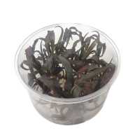 Cryptocoryne spiralis tiger - tissue culture