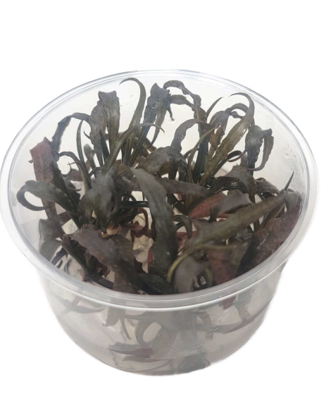 Cryptocoryne spiralis tiger - tissue culture
