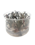 Cryptocoryne spiralis tiger - tissue culture