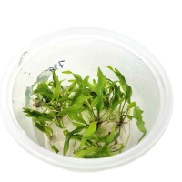 Cryptocoryne usteriana  in vitro