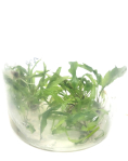 Cryptocoryne usteriana  in vitro