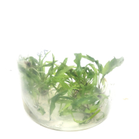 Cryptocoryne usteriana  in vitro