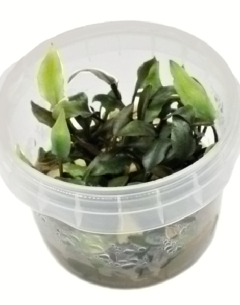 Cryptocoryne walkeri - tissue culture