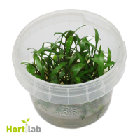 Cryptocoryne pygmaea - tissue culture