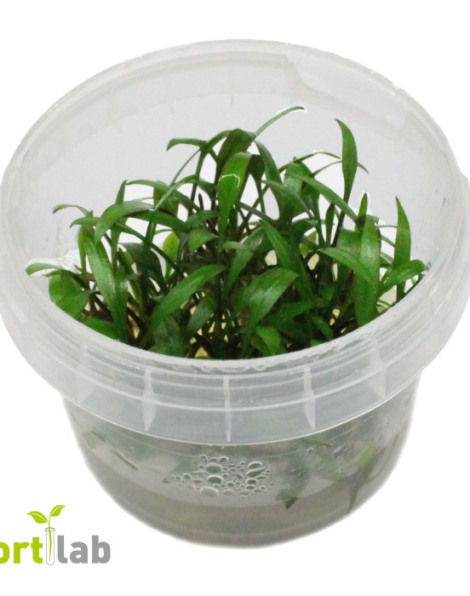 Cryptocoryne pygmaea - tissue culture