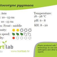 Cryptocoryne pygmaea - tissue culture