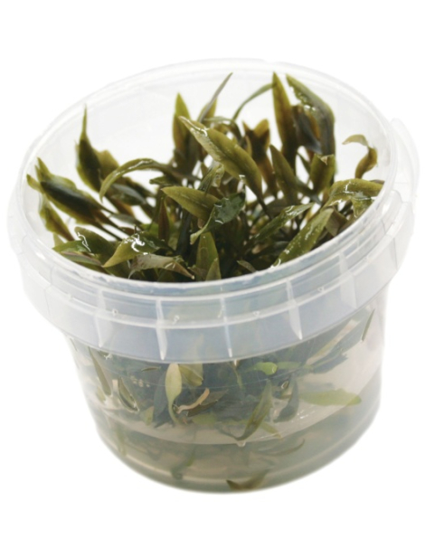 Cryptocoryne wendtii 'Kompakt' - tissue culture
