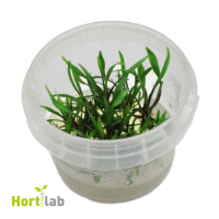 Cryptocoryne nevilii - tissue culture