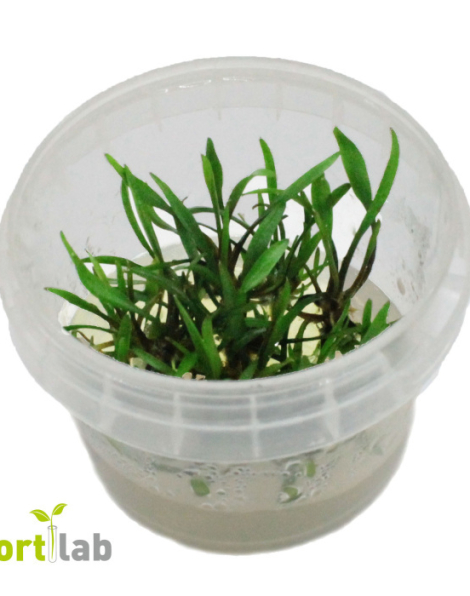 Cryptocoryne nevilii - tissue culture