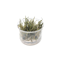 Cryptocoryne ferruginea var. sekadauensis - tissue culture