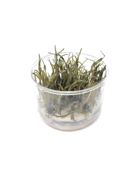 Cryptocoryne ferruginea var. sekadauensis - tissue culture
