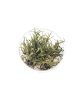 Cryptocoryne ferruginea var. sekadauensis - tissue culture