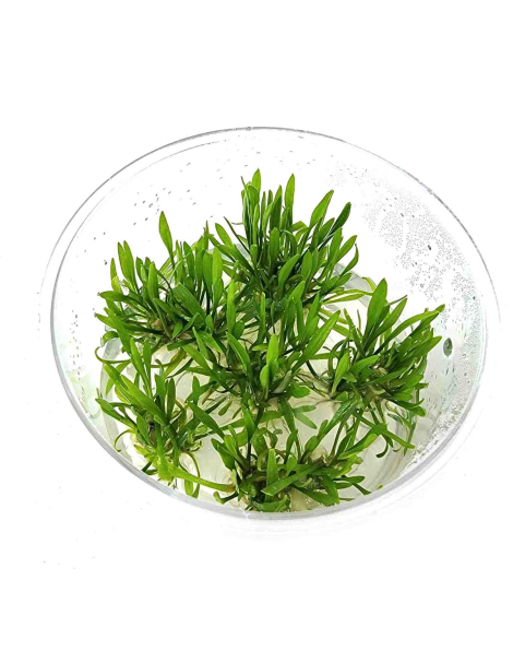 Cryptocoryne lucens- tissue culture