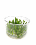 Cryptocoryne lucens- tissue culture