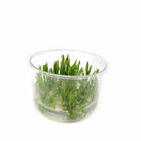 Cryptocoryne lucens- tissue culture